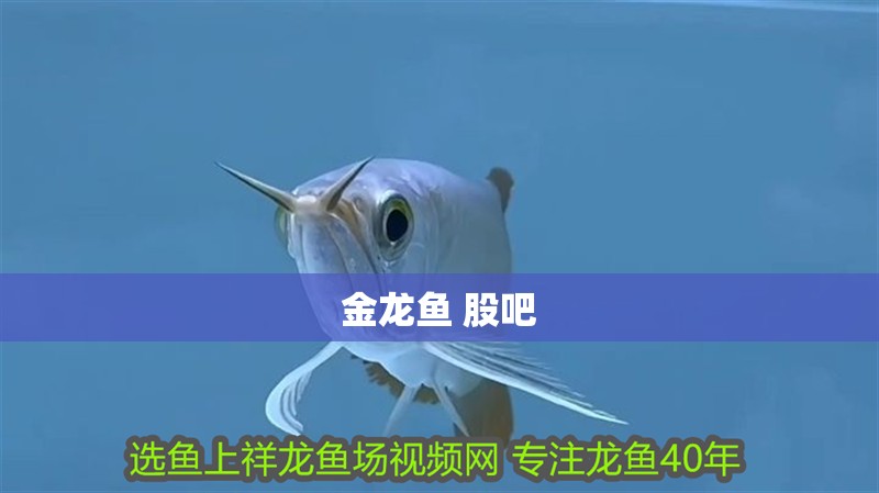 金龍魚 股吧
