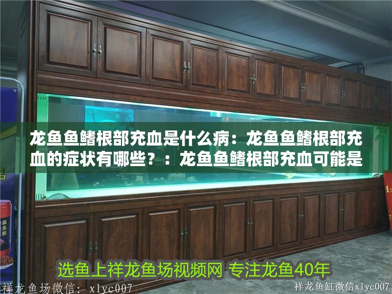 龍魚魚鰭根部充血是什么病：龍魚魚鰭根部充血的癥狀有哪些？：龍魚魚鰭根部充血可能是由多種原因引起的