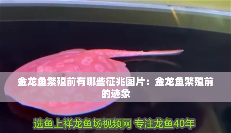 金龍魚繁殖前有哪些征兆圖片：金龍魚繁殖前的跡象