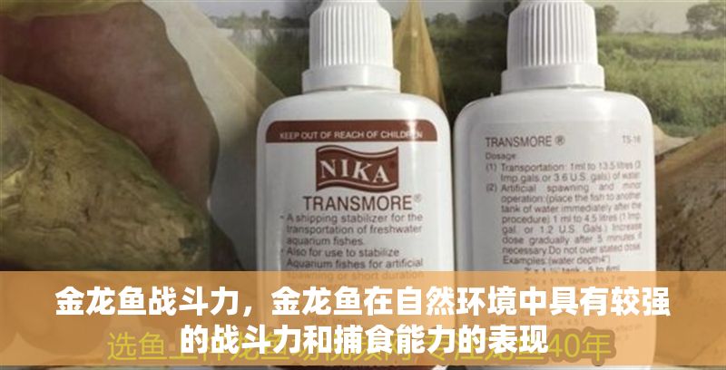 金龍魚戰斗力，金龍魚在自然環境中具有較強的戰斗力和捕食能力的表現