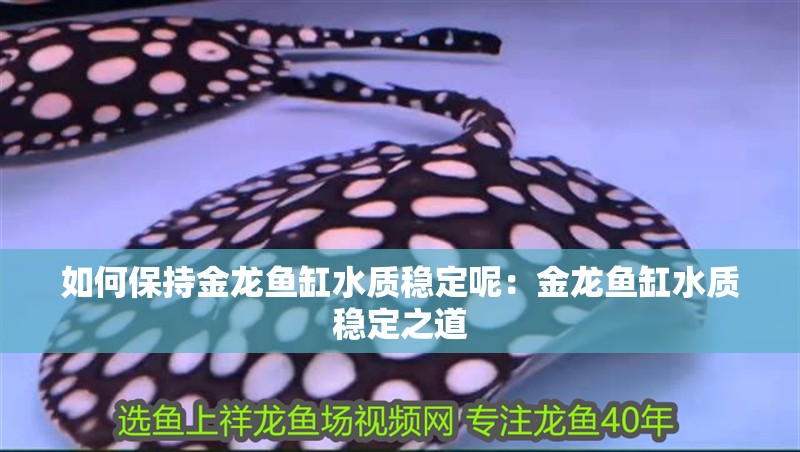 如何保持金龍魚缸水質(zhì)穩(wěn)定呢：金龍魚缸水質(zhì)穩(wěn)定之道