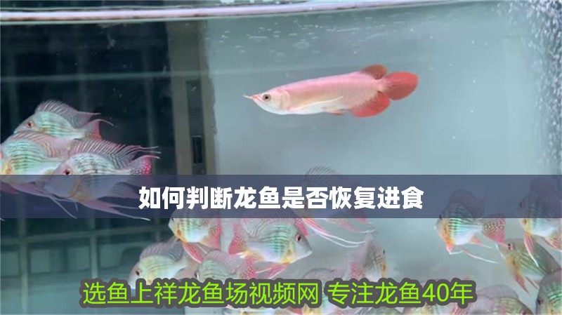 鸚鵡魚和銀龍魚混養(yǎng)怎樣喂食 如何判斷龍魚是否恢復(fù)進(jìn)食 龍魚百科 如何判斷龍魚是否恢復(fù)進(jìn)食 如何判斷龍魚是否恢復(fù)進(jìn)食 龍魚百科
