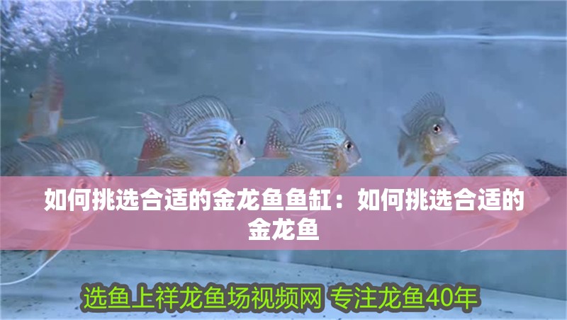 如何挑選合適的金龍魚魚缸：如何挑選合適的金龍魚