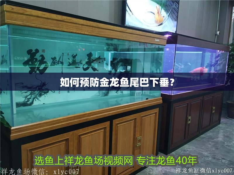 如何預(yù)防金龍魚尾巴下垂？