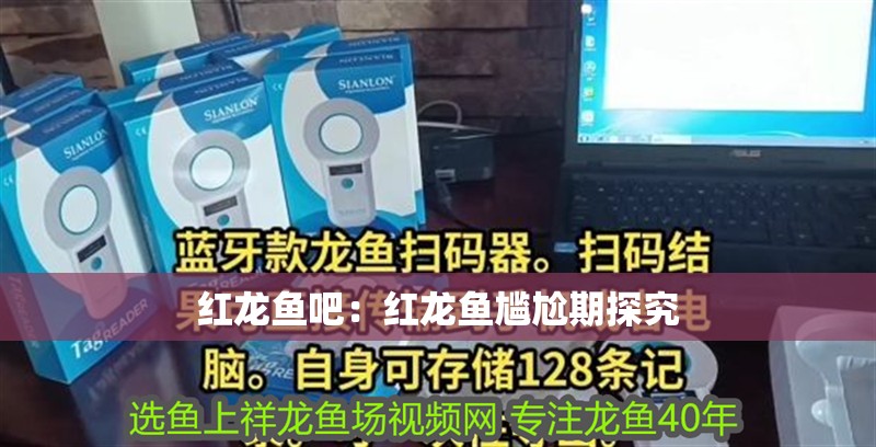 紅龍魚吧：紅龍魚尷尬期探究