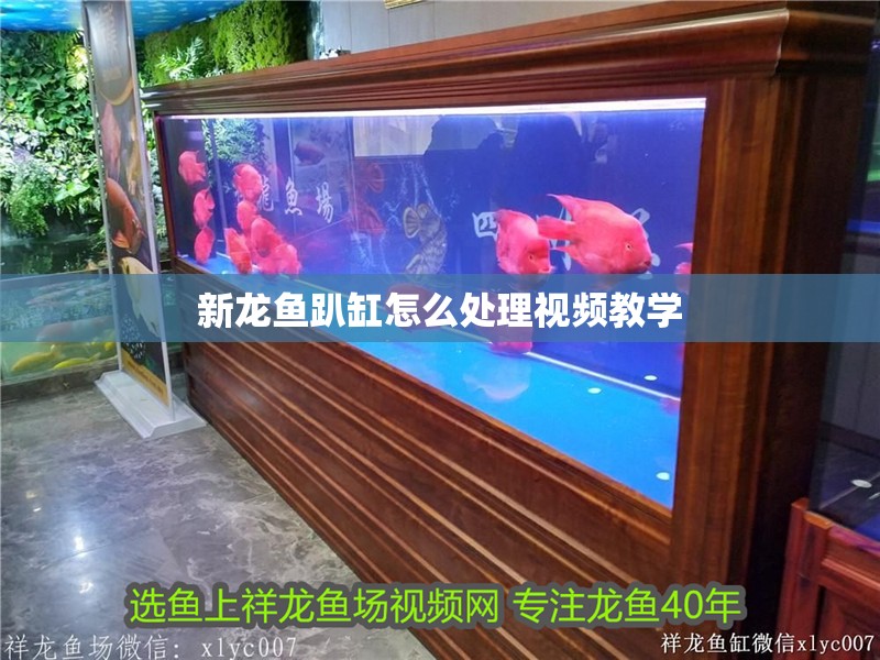 新龍魚趴缸怎么處理視頻教學