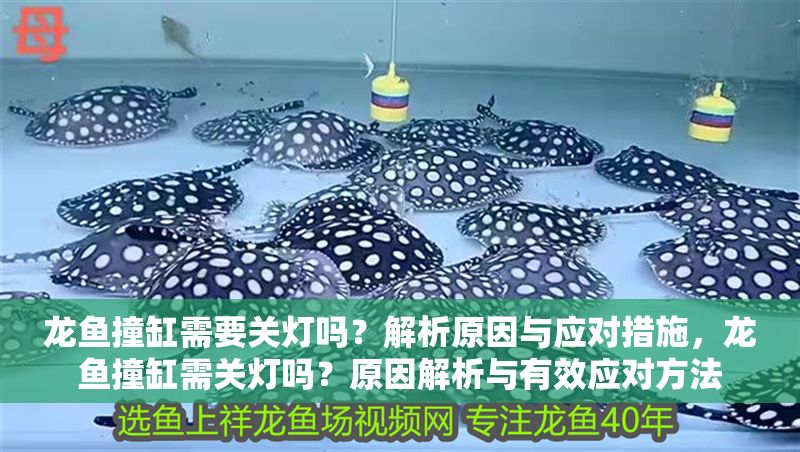 龍魚撞缸需要關燈嗎？解析原因與應對措施，龍魚撞缸需關燈嗎？原因解析與有效應對方法 龍魚撞缸需要關燈嗎？解析原因與應對措施，龍魚撞缸需關燈嗎？原因解析與有效應對方法 龍魚常見疾病 第1張
