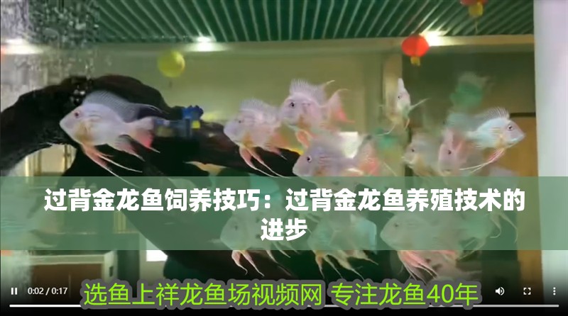 過背金龍魚飼養(yǎng)技巧：過背金龍魚養(yǎng)殖技術(shù)的進(jìn)步