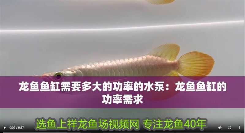 龍魚魚缸需要多大的功率的水泵：龍魚魚缸的功率需求