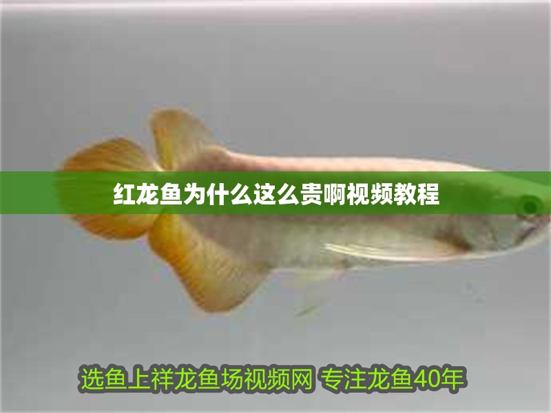 紅龍魚為什么這么貴啊視頻教程
