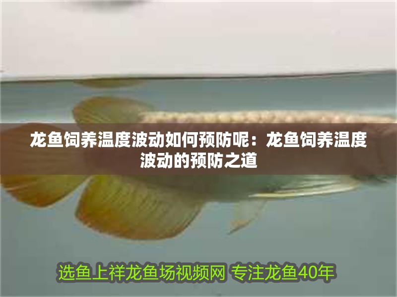 龍魚飼養溫度波動如何預防呢：龍魚飼養溫度波動的預防之道