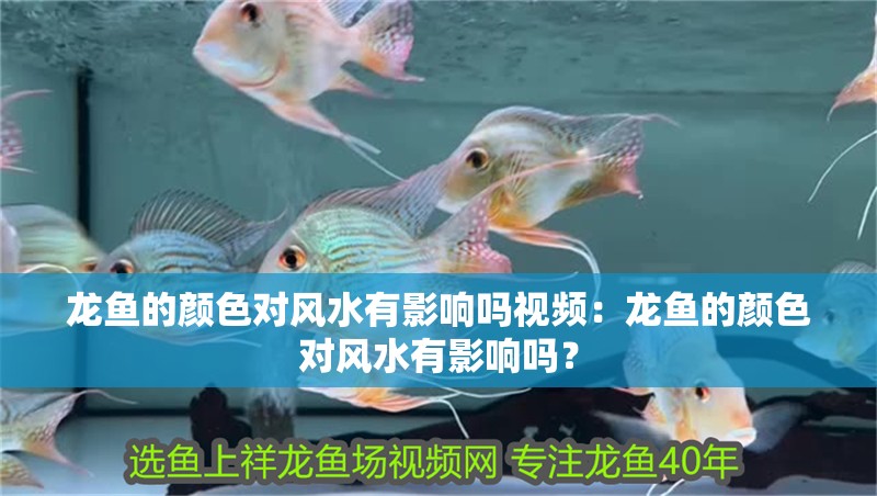 龍魚的顏色對風水有影響嗎視頻：龍魚的顏色對風水有影響嗎？
