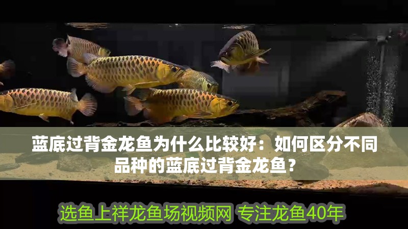 藍底過背金龍魚為什么比較好：如何區分不同品種的藍底過背金龍魚？