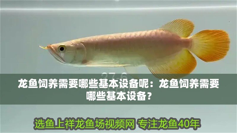 龍魚飼養需要哪些基本設備呢：龍魚飼養需要哪些基本設備？