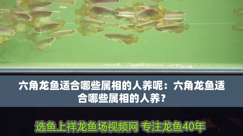 六角龍魚適合哪些屬相的人養呢：六角龍魚適合哪些屬相的人養？