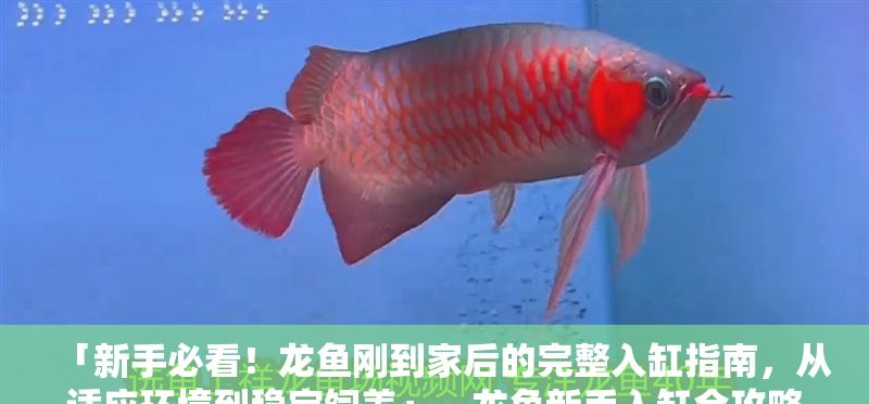 「新手必看！龍魚剛到家后的完整入缸指南，從適應(yīng)環(huán)境到穩(wěn)定飼養(yǎng)」，龍魚新手入缸全攻略，從適應(yīng)環(huán)境到穩(wěn)定飼養(yǎng)的完整指南