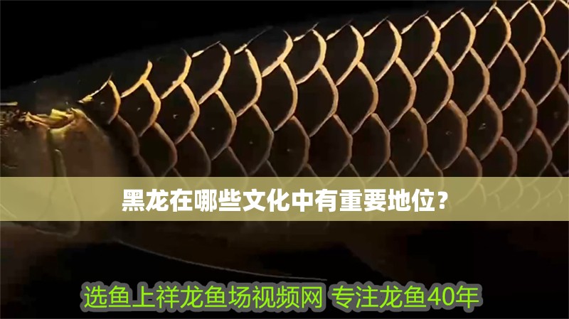 黑龍在哪些文化中有重要地位？