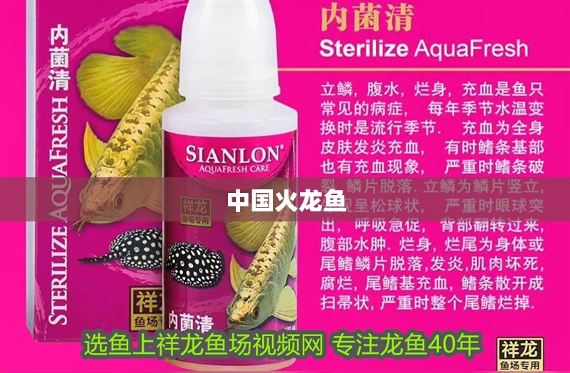 中國火龍魚