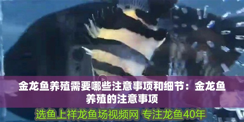 金龍魚養殖需要哪些注意事項和細節：金龍魚養殖的注意事項