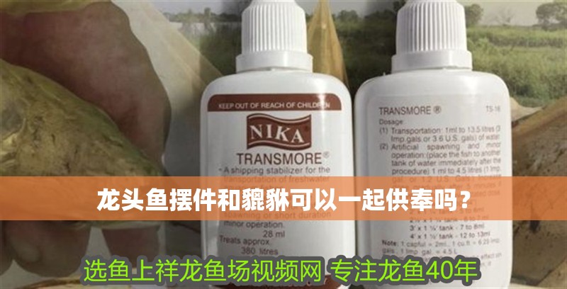 龍頭魚擺件和貔貅可以一起供奉嗎？ 龍頭魚擺件和貔貅可以一起供奉嗎？ 龍魚百科