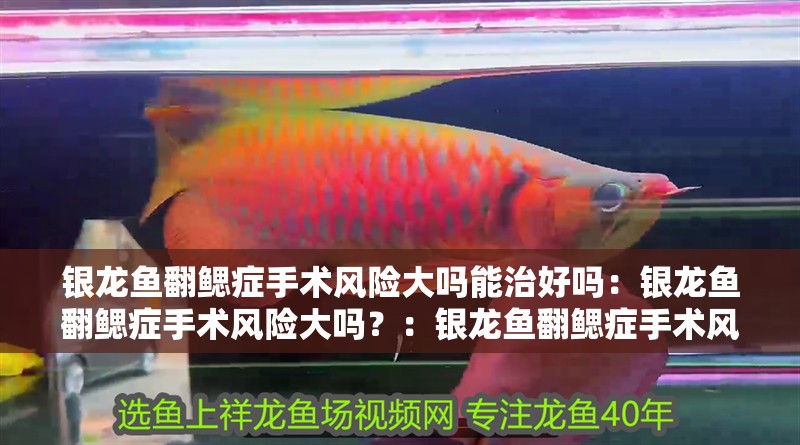 銀龍魚翻鰓癥手術風險大嗎能治好嗎：銀龍魚翻鰓癥手術風險大嗎？：銀龍魚翻鰓癥手術風險大嗎，