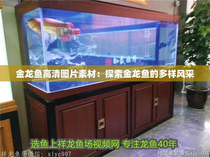 金龍魚高清圖片素材：探索金龍魚的多樣風采 金龍魚高清圖片素材：探索金龍魚的多樣風采 水族問答