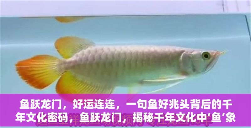 魚躍龍門，好運連連，一句魚好兆頭背后的千年文化密碼，魚躍龍門，揭秘千年文化中‘魚’象征的好運密碼
