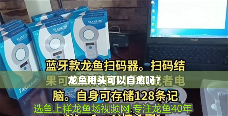 龍魚甩頭可以自愈嗎？ 龍魚甩頭可以自愈嗎？ 龍魚百科