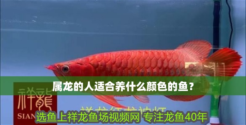 屬龍的人適合養(yǎng)什么顏色的魚？