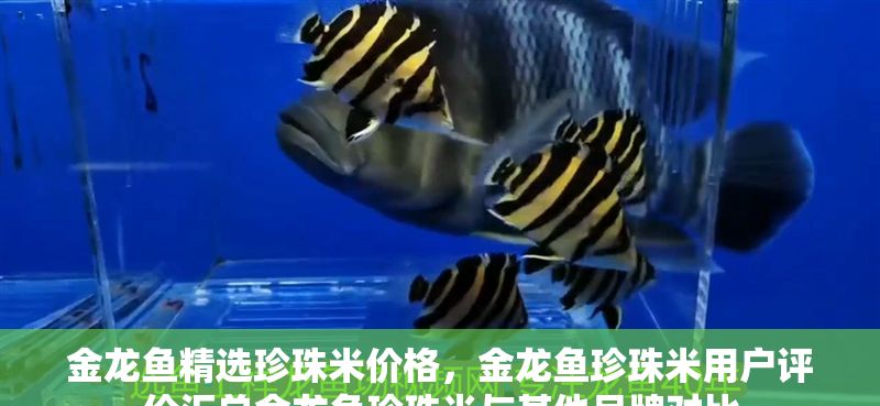 金龍魚精選珍珠米價格，金龍魚珍珠米用戶評價匯總金龍魚珍珠米與其他品牌對比