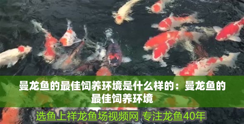 曼龍魚的最佳飼養環境是什么樣的：曼龍魚的最佳飼養環境