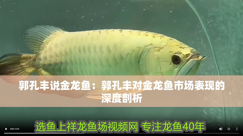 郭孔豐說金龍魚：郭孔豐對金龍魚市場表現的深度剖析