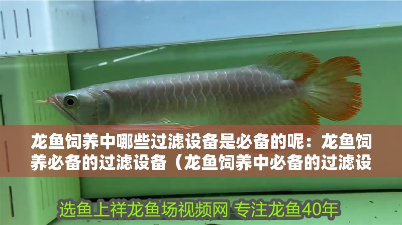 龍魚飼養中哪些過濾設備是必備的呢：龍魚飼養必備的過濾設備（龍魚飼養中必備的過濾設備及過濾器的優點是什么）