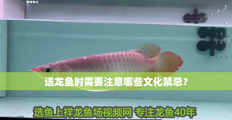 送龍魚時需要注意哪些文化禁忌？