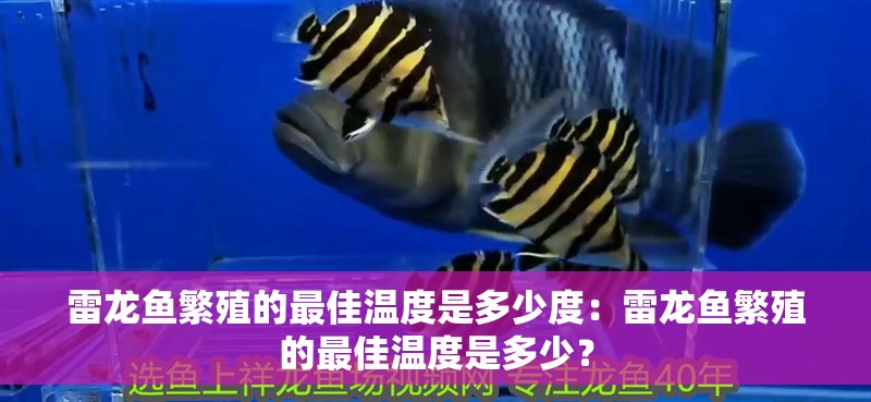 雷龍魚繁殖的最佳溫度是多少度：雷龍魚繁殖的最佳溫度是多少？ 雷龍魚繁殖的最佳溫度是多少度：雷龍魚繁殖的最佳溫度是多少？ 水族問答