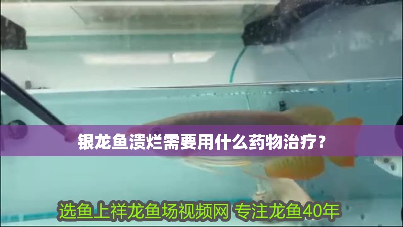 銀龍魚潰爛需要用什么藥物治療？