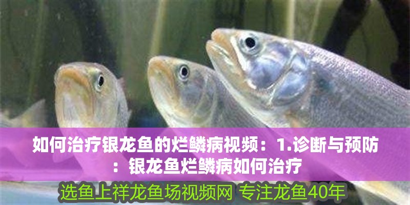 如何治療銀龍魚的爛鱗病視頻：1.診斷與預防：銀龍魚爛鱗病如何治療