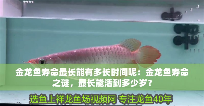 金龍魚(yú)壽命最長(zhǎng)能有多長(zhǎng)時(shí)間呢：金龍魚(yú)壽命之謎，最長(zhǎng)能活到多少歲？