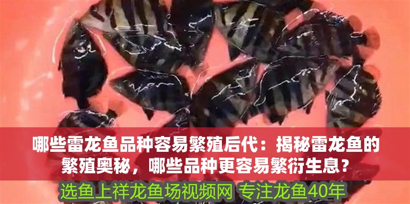 哪些雷龍魚品種容易繁殖后代：揭秘雷龍魚的繁殖奧秘，哪些品種更容易繁衍生息？