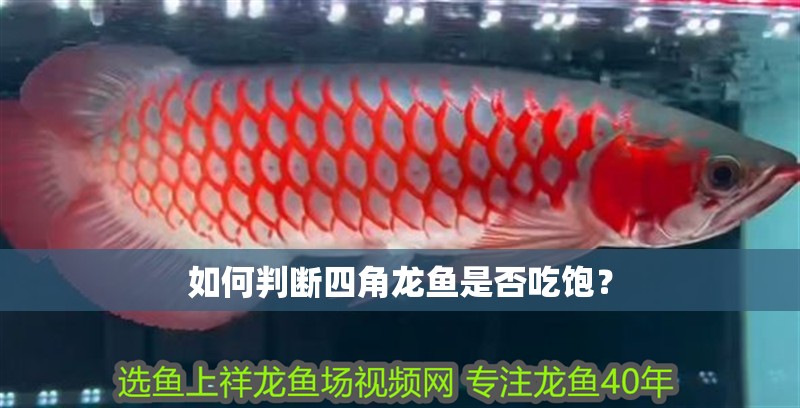 如何判斷四角龍魚是否吃飽？