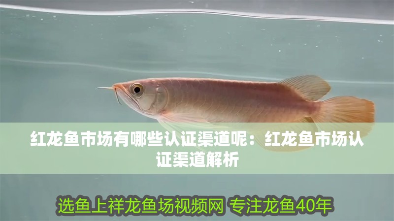 紅龍魚市場有哪些認證渠道呢：紅龍魚市場認證渠道解析