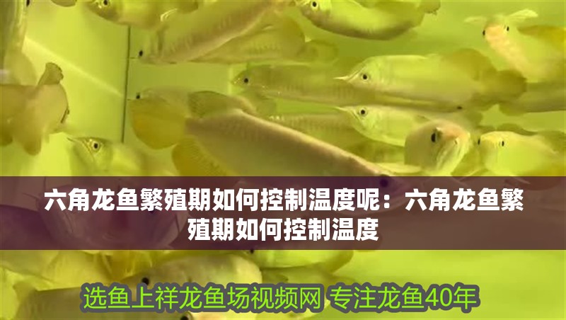 六角龍魚繁殖期如何控制溫度呢：六角龍魚繁殖期如何控制溫度