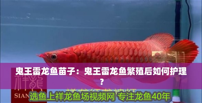 鬼王雷龍魚苗子：鬼王雷龍魚繁殖后如何護理？