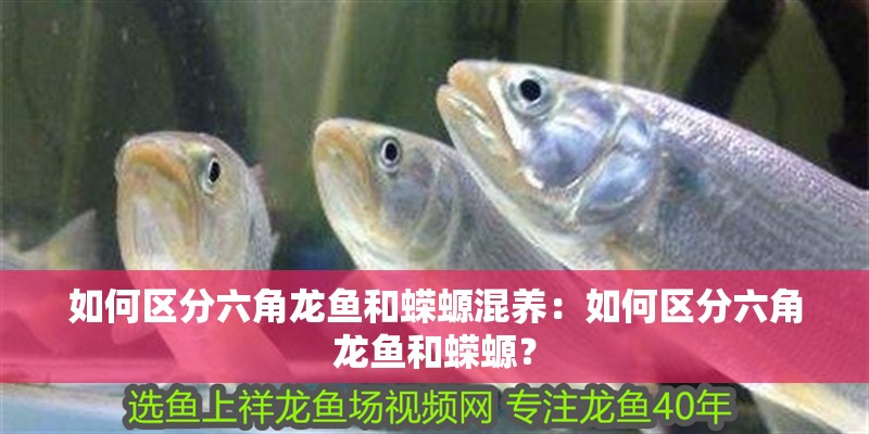 如何區分六角龍魚和蠑螈混養：如何區分六角龍魚和蠑螈？