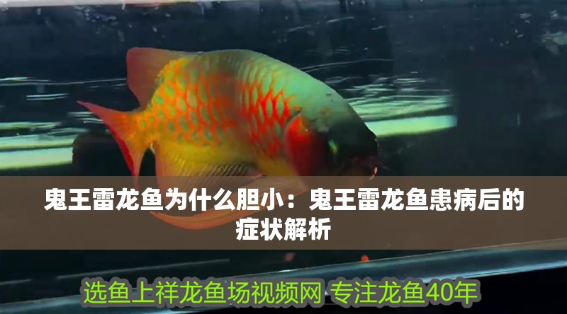 鬼王雷龍魚為什么膽小：鬼王雷龍魚患病后的癥狀解析