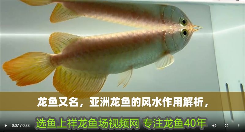 龍魚又名，亞洲龍魚的風(fēng)水作用解析，