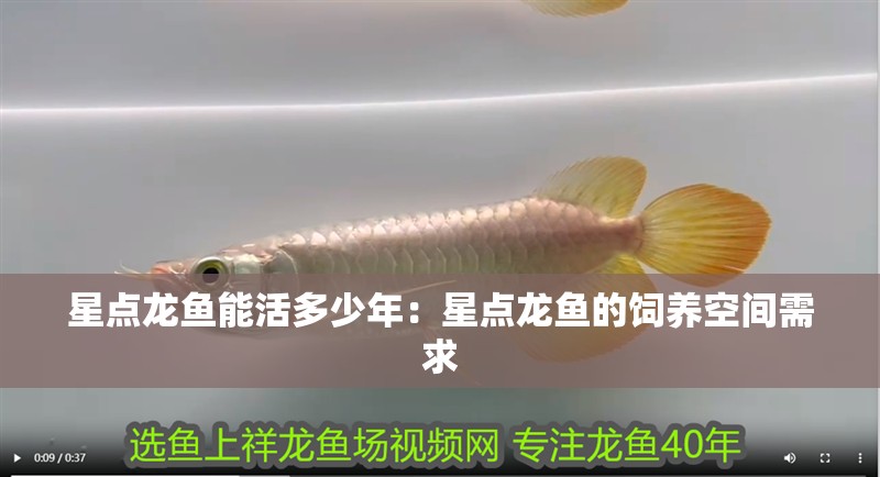 星點龍魚能活多少年：星點龍魚的飼養空間需求
