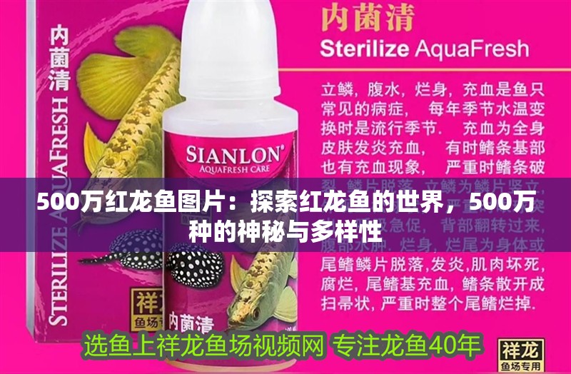500萬紅龍魚圖片：探索紅龍魚的世界，500萬種的神秘與多樣性