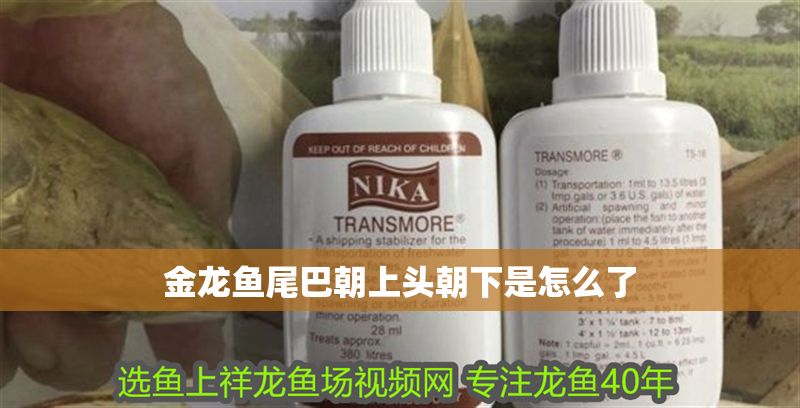 金龍魚尾巴朝上頭朝下是怎么了