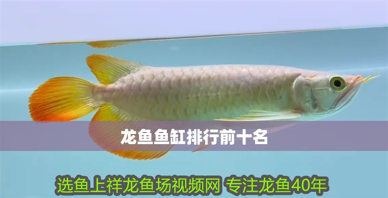 龍魚魚缸排行前十名